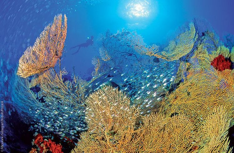 Gorgones géantes, Brothers Islands, Égypte