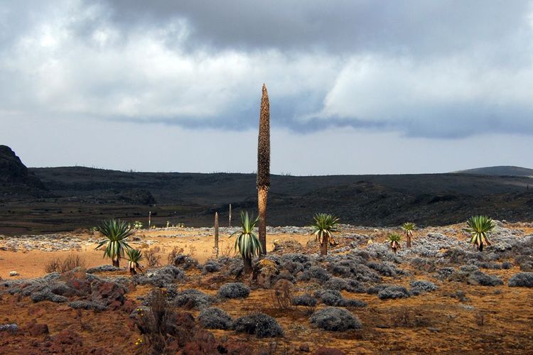 Ethiopie Parc de Balé Lobélie Géante