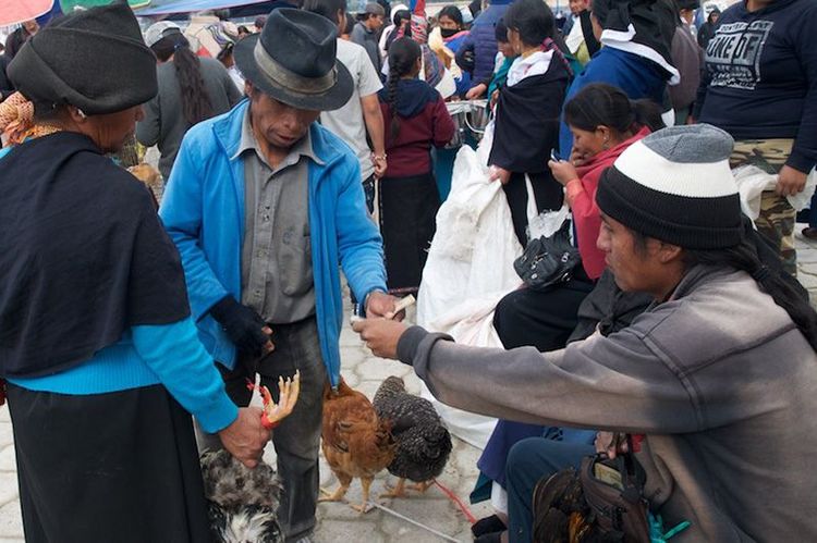 Equateur Otavalo Marché aux bestiaux