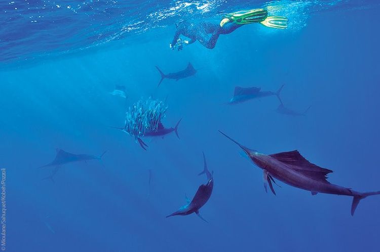 Poissons-voiliers, Isla Mujeres, Mexique