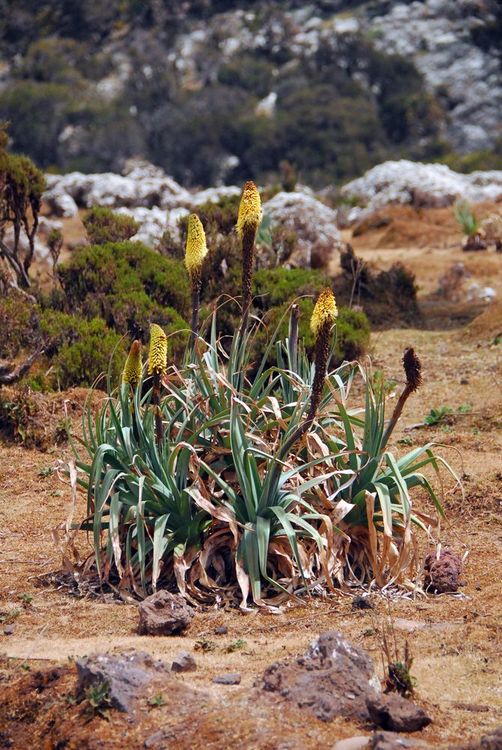 Ethiopie Parc de Balé