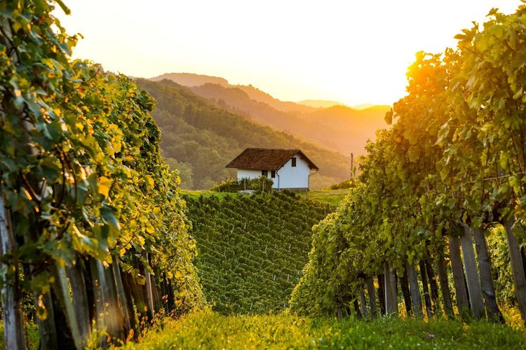 La Slovénie, l'autre pays du vin La Slovénie, l'autre pays du vin