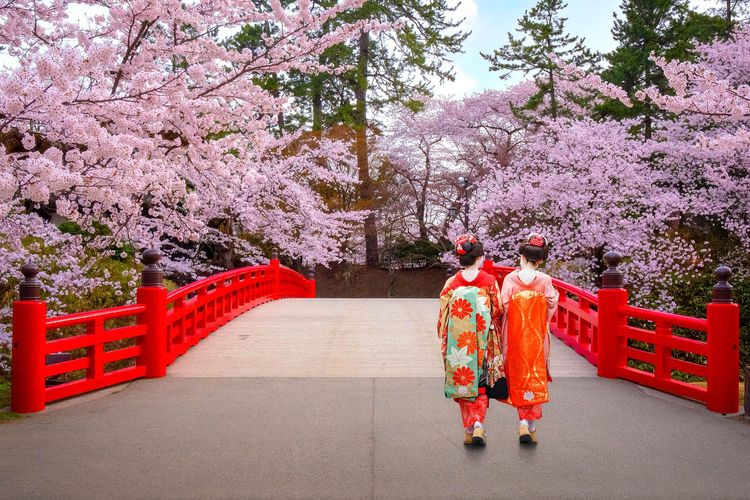 Les cerisiers en fleurs du Japon