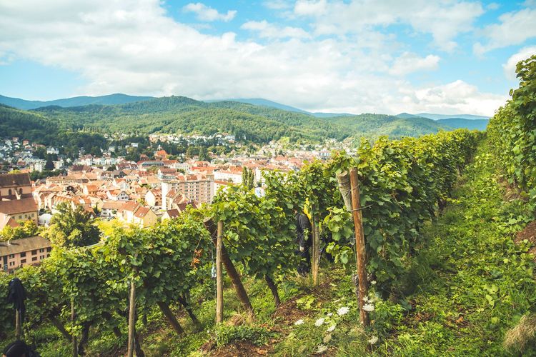 Le Pays de Guebwiller, un autre visage de l’Alsace