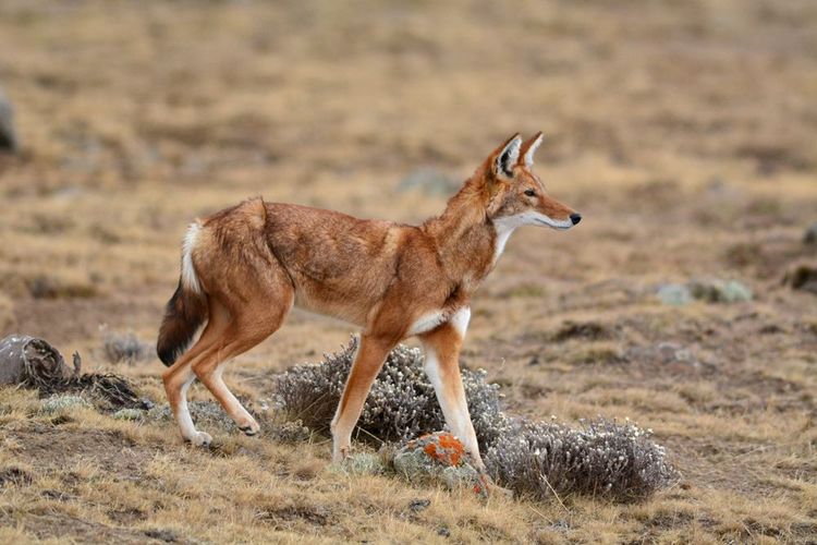 Faune et flore des montagnes de Balé en Éthiopie