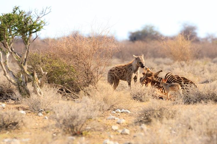 Namibie Hyène