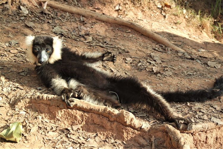 Madagascar : deux réserves près d’Antananarivo