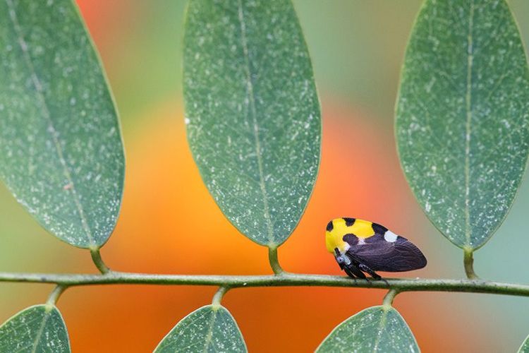 Insecte
