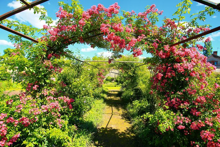 Sur la route de la Rose, dans le Loiret
