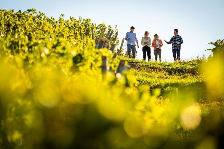 Découvrir le vignoble du Jura en automne