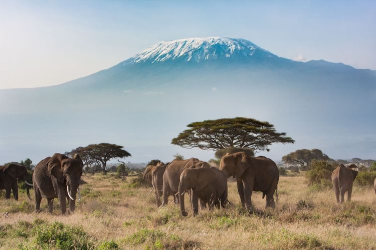 Kenya Amboseli Kilimandjaro