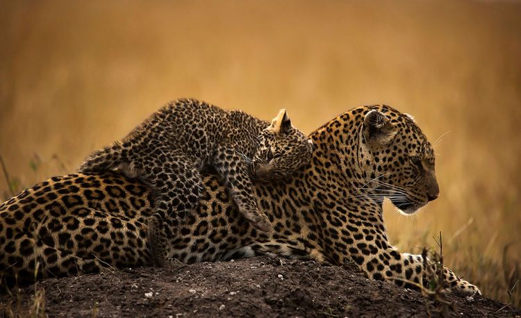 La faune du Kenya