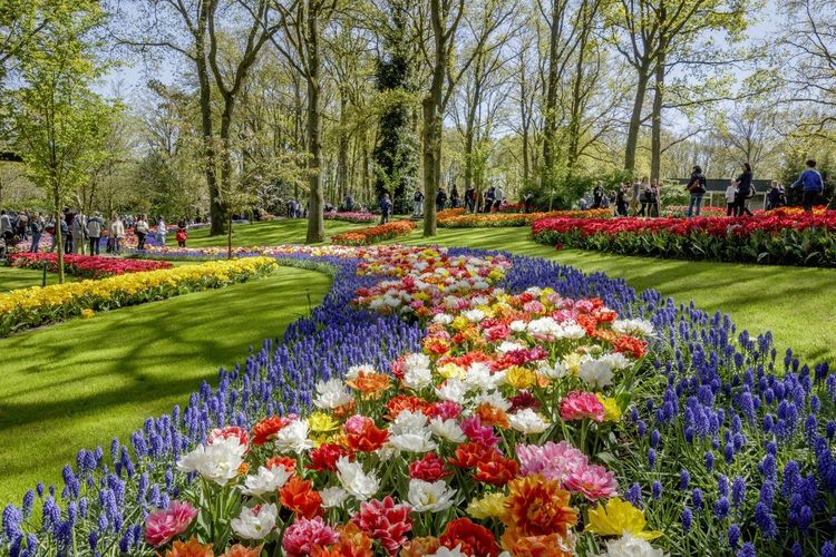 Le printemps en fleurs au Keukenhof de Lisse