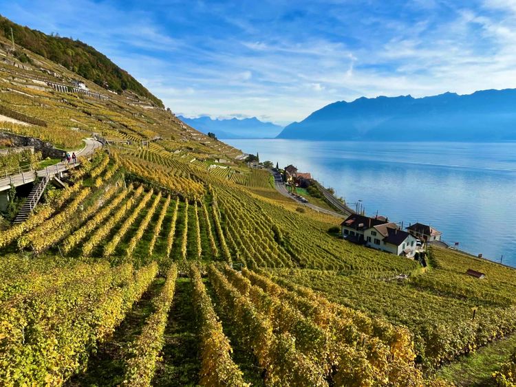 Lavaux : une randonnée au coeur d'un vignoble inscrit à l'UNESCO
