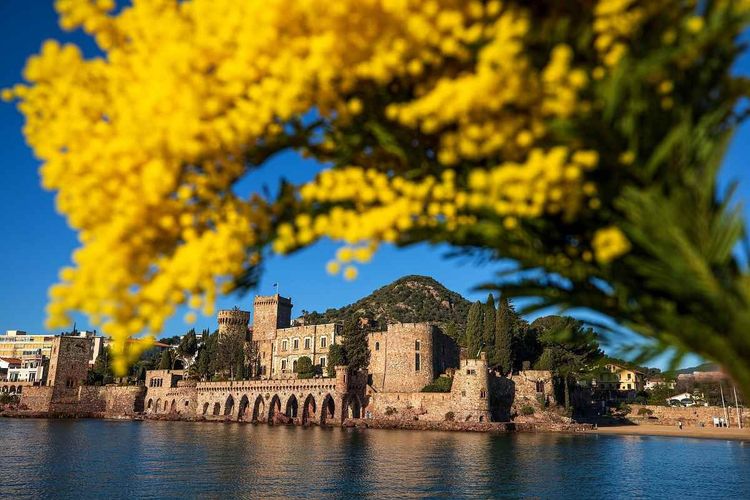 Mandelieu fête le mimosa tout l'hiver