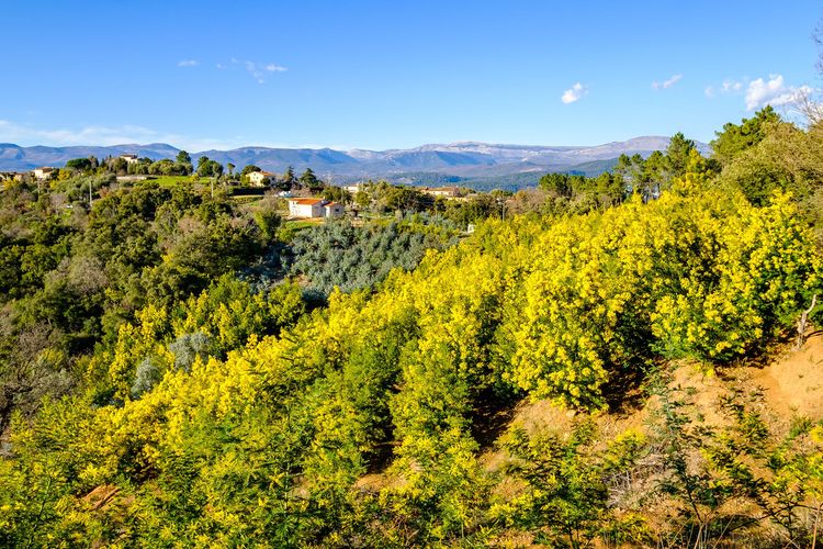 La Route du Mimosa, sur la Côte d’Azur