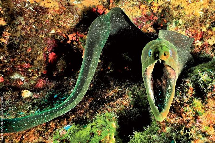 Murène, Île Malpelo, Colombie