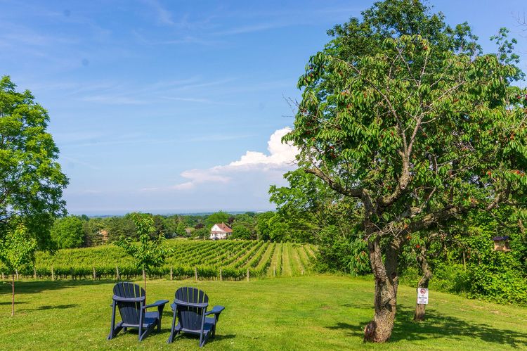 Vigne de Niagara-on-the-Lake