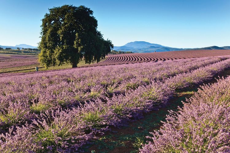La Tasmanie, côté nord : villages historiques et route des vins