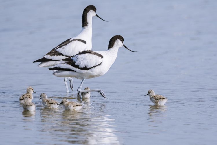 La baie de Somme, paradis des ornithologues