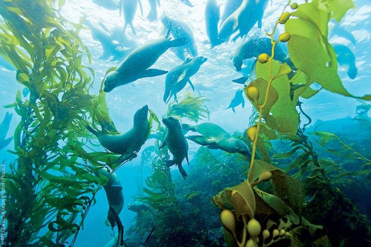 Otaries de Californie, Île San Clemente, États-Unis
