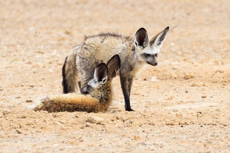 Namibie otocyons