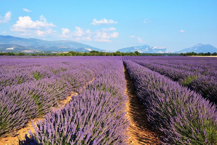 Provence : Valensole, au pays de la lavande