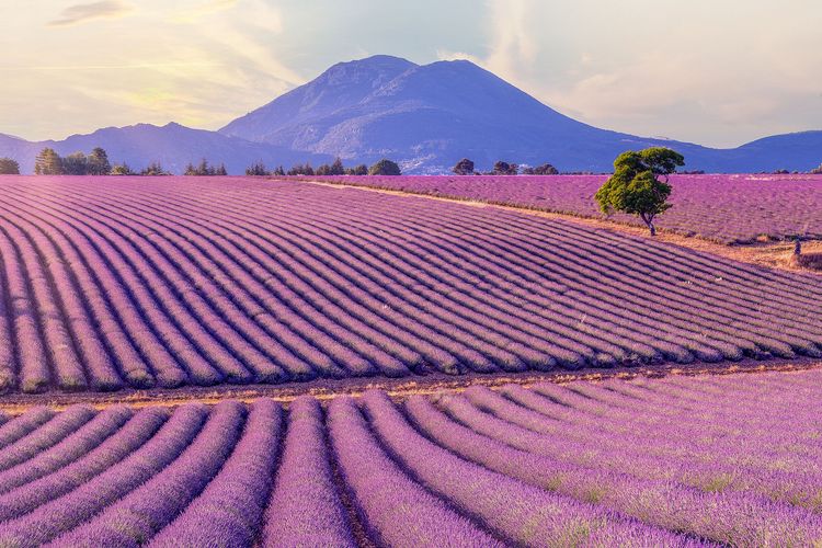 plateau de Valensole 