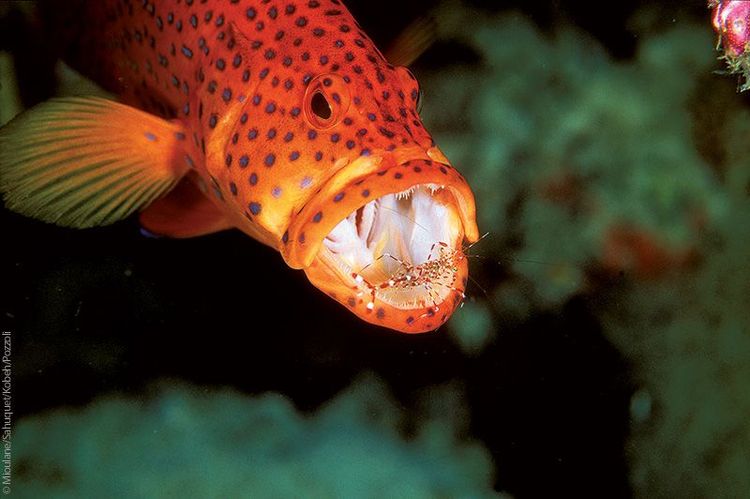 Crevette nettoyeuse de Bruun dans la gueule d’un mérou, Ari Atoll, Maldives