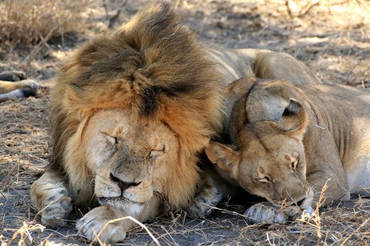 lions