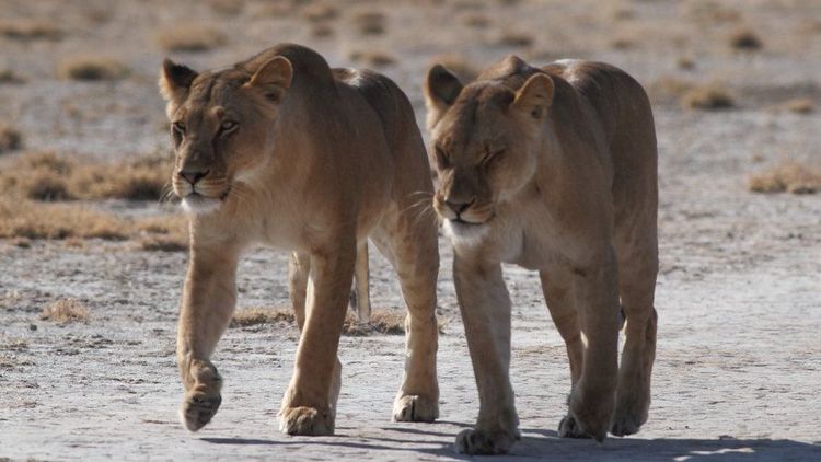 Lionnes
