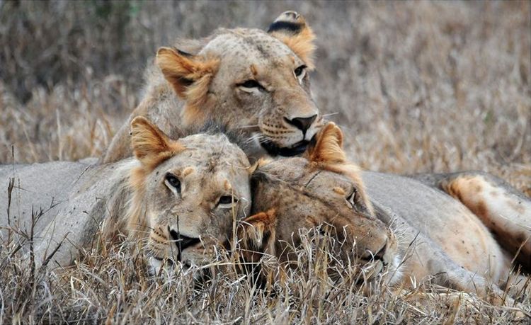 lions
