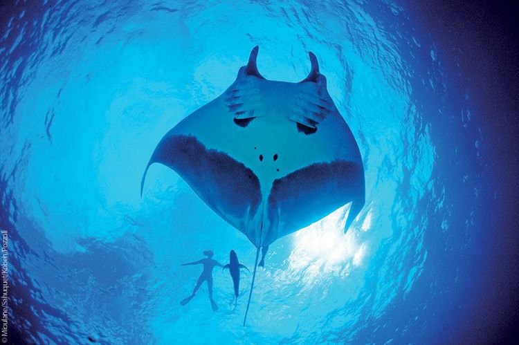 Raie-manta, Archipel Revillagigedo, Mexique