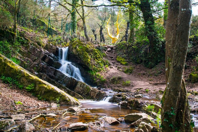 Bretagne : Brocéliande, forêt de légendes