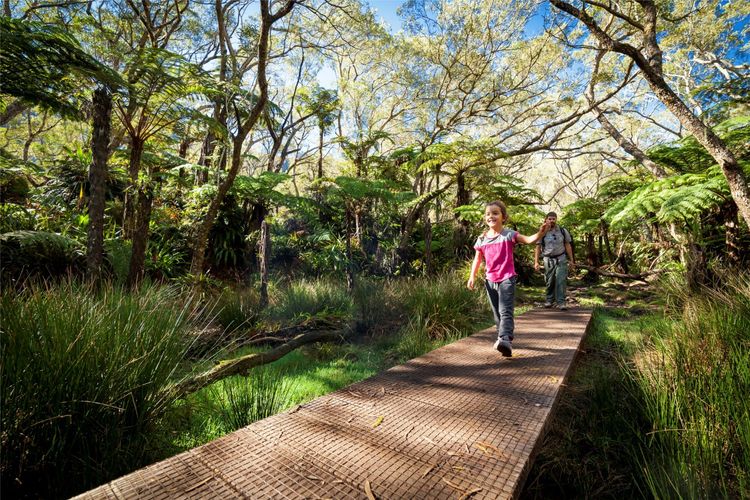 Forêt de Bélouve : l'une des plus belles randonnées de La Réunion près de Salazie