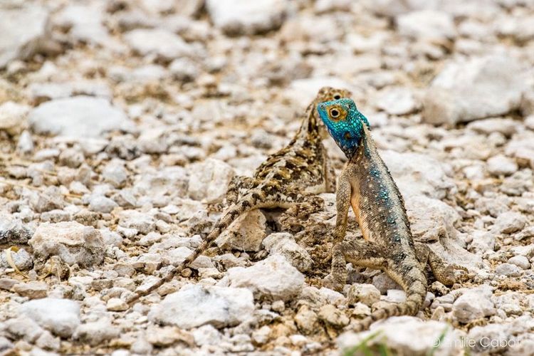 Namibie lézards