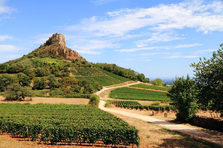 Bourgogne Sud : Mâconnais et Clunisois, voyage en terroir méconnu