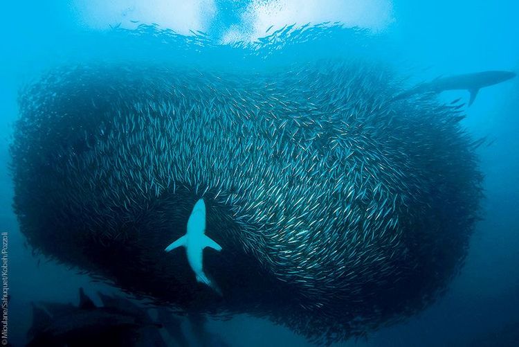 Requin cuivre chassant dans un banc de sardine, Afrique du Sud