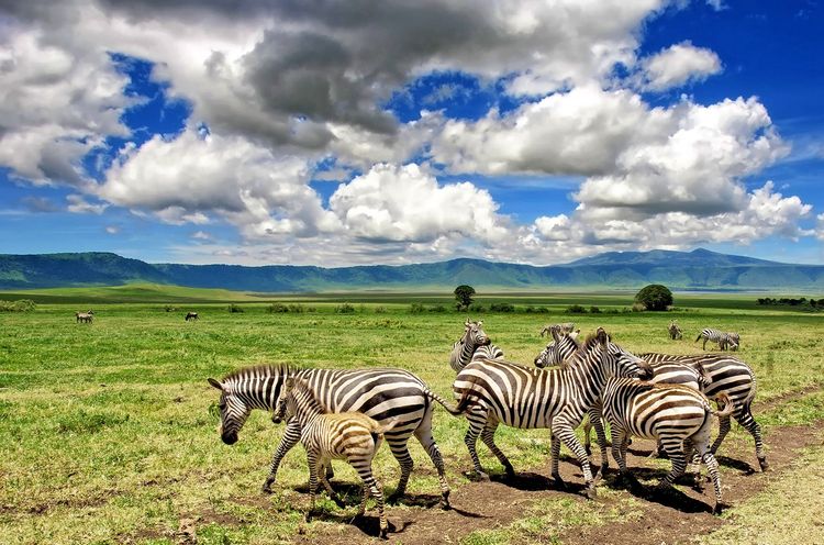 Pourquoi ce cratère est considéré comme la huitième merveille du monde ? Tanzanie Parc Ngorongoro Zèbres