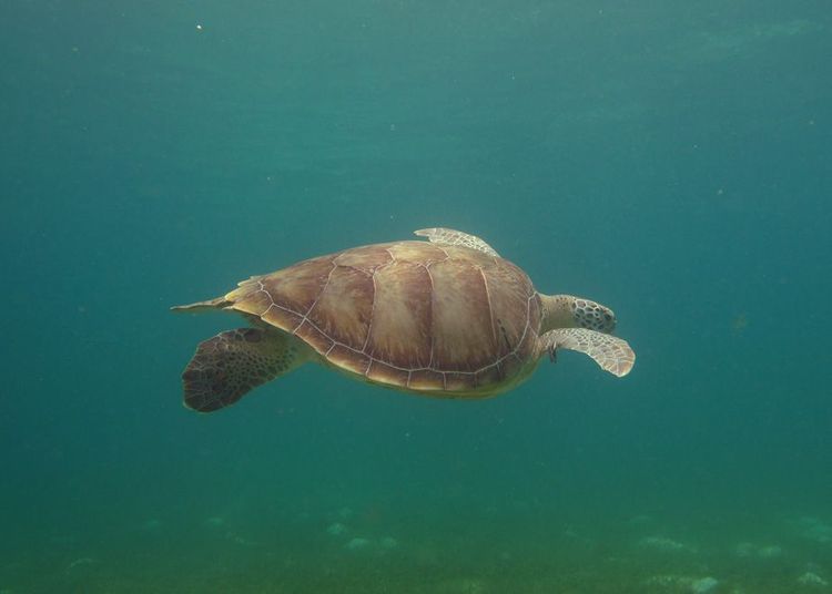 Le voyage de Maupiti en Atlantique