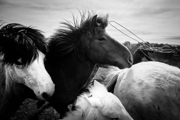 Chevaux mongols, Bayankhongor, Mongolie