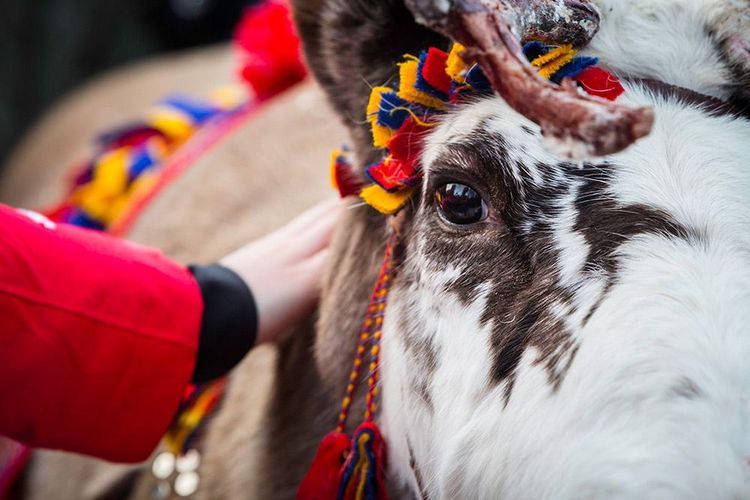 Renne d’un troupeau Sami, Suède