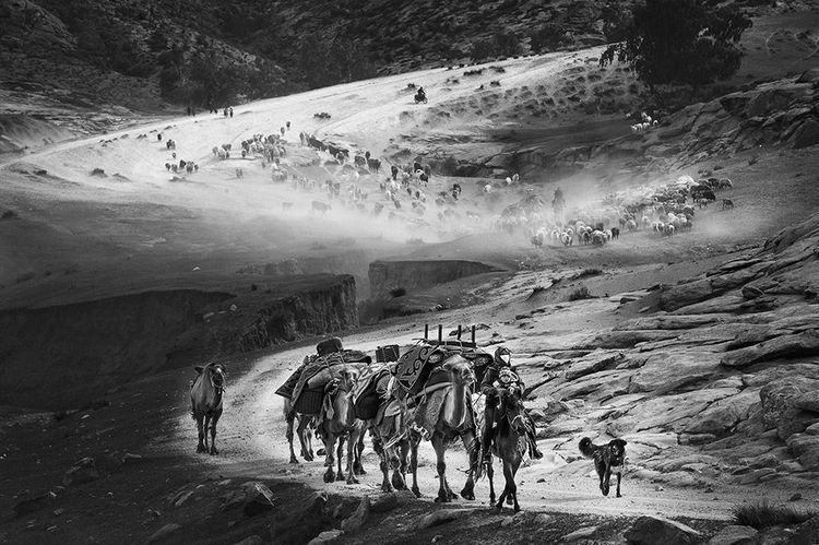 Kazakhs guidant leur troupeau pour la transhumance, Préfecture de l’Altaï, Xinjiang, Chine