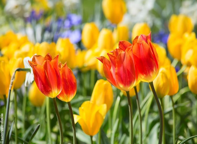Pays-Bas Keukenhof Tulipes