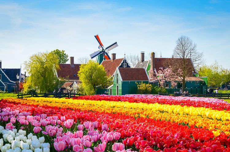 Tulipes à Zaanse Schans - Pays-Bas