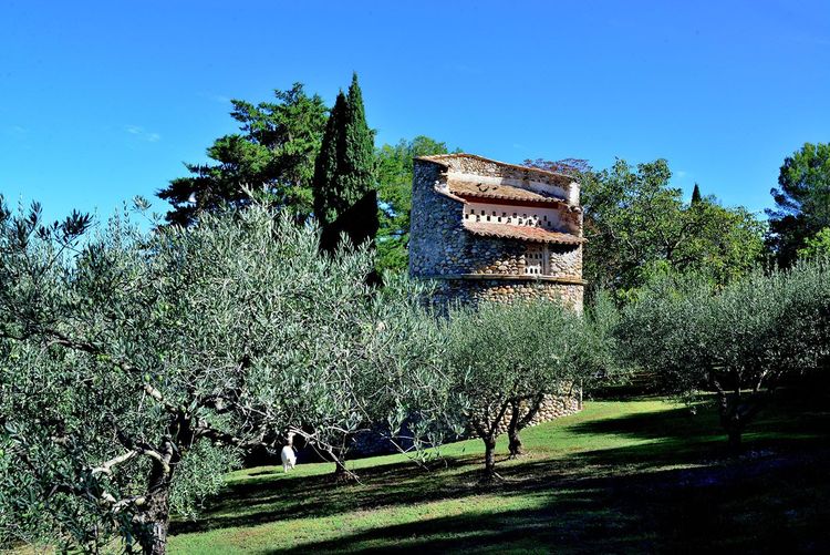 En Haute-Provence, sur les chemins de l'huile d'olive