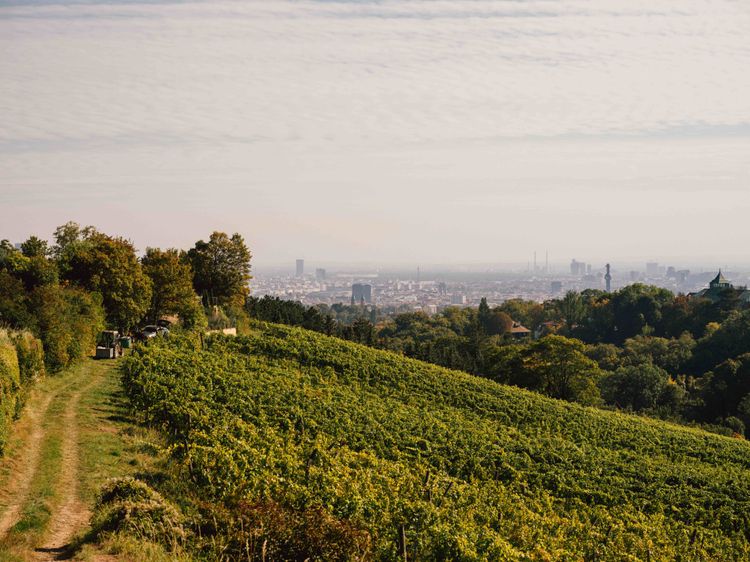 Vienne : des balades à travers les vignobles de la ville