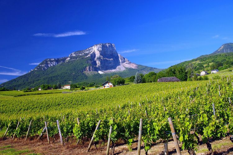 Vigne - Apremont