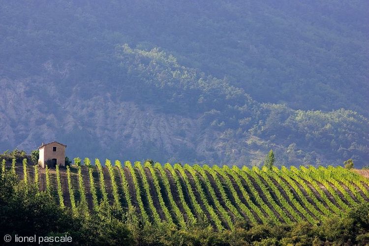 France Drôme Vignes à Vercheny
