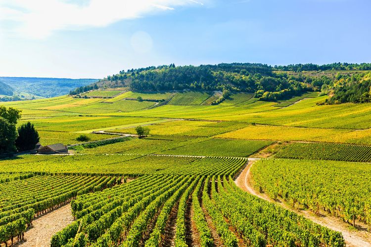 Cité des Climats et vins de Bourgogne : trois sites à découvrir